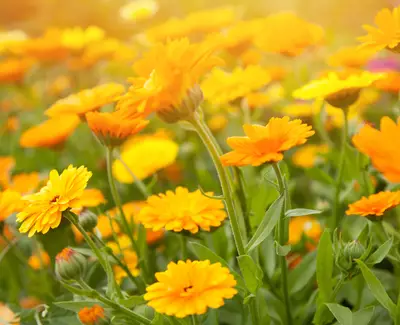 A vibrant field of yellow flowers in full bloom, showcasing various shades and sizes among lush green foliage, illuminated by warm sunlight.