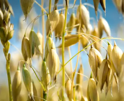 Close-up view of golden oats hanging from green stalks, set against a blurred blue sky.