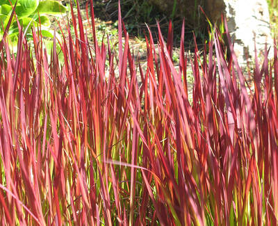 A close-up image of tall, slender plants with vibrant red and green leaves, swaying gently in the breeze under natural sunlight.