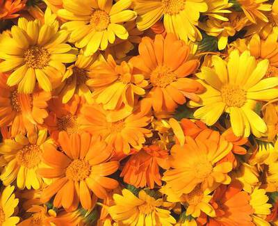 A vibrant collection of yellow and orange flowers, densely packed and blooming, creating a cheerful and colorful floral display.