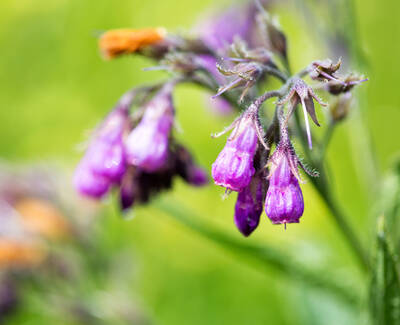 A close-up of purple bell-shaped flowers against a blurred green background.