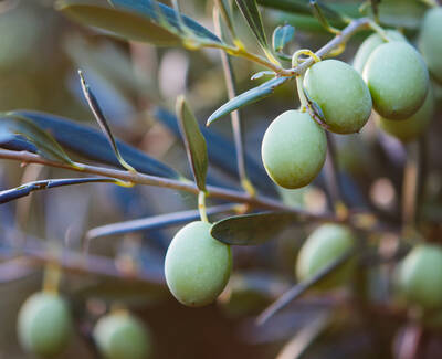 A close-up of green olives growing on an olive tree branch, surrounded by slender, dark green leaves.