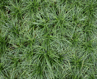 A dense patch of vibrant green grass with long, slender blades.