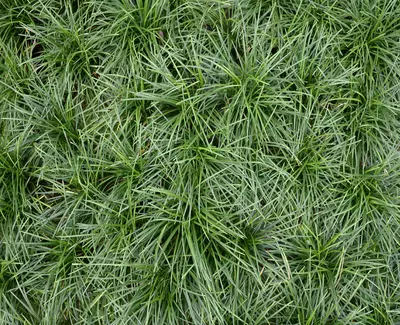 A dense patch of vibrant green grass with long, slender blades.