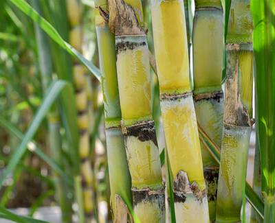 Close-up of vibrant green and yellow sugarcane stalks, showing their textured surface and lush surrounding foliage.