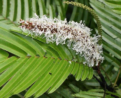A close-up of green fern leaves with a prominent white flowering structure resembling lichen or moss in the center.